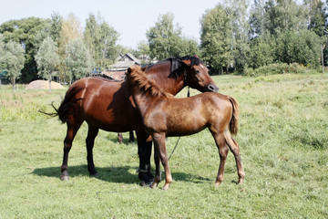 A baby and adult horses.