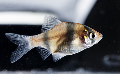 Aquarium fish, Barbus tetrazona
