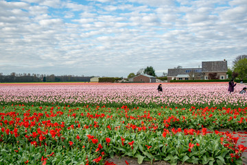 landscape view with colorful flowers background in Netherlands