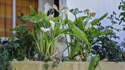 Cat hidden among flowers in flowerbed