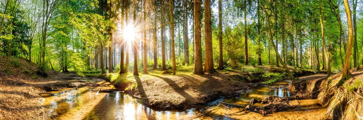 Fototapeten Wald im Frühling, Panorama einer Landschaft mit Bäumen, Bach und Sonne © Günter Albers
