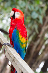 Plakat The green-winged macaw, also known as the red-and-green macaw - large, mostly-red macaw of the Ara genus, native to South America.