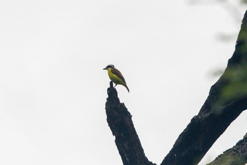 Birds in a lagoon on Rio Negro in the Amazon River basin, Brazil, South America