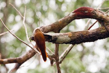 Birds in a lagoon on Rio Negro in the Amazon River basin, Brazil, South America