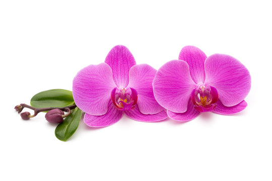 Pink orchid on the white background.