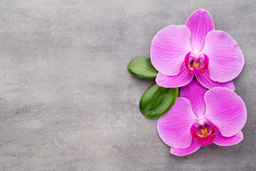 Fototapeta premium Pink orchid on the grey background.