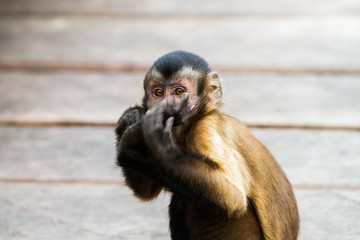Close-up of monkeys on the banks of Rio Negro in the Amazon River basin, Brazil, South America
