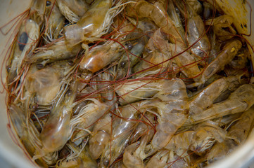 Closeup bucket of fresh shrimp bait for fishing,
