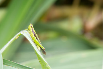 Close-up of a grass hopper in Rio Negro in the Amazon River basin, Brazil, South America