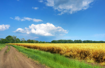 Road through fields with wheat