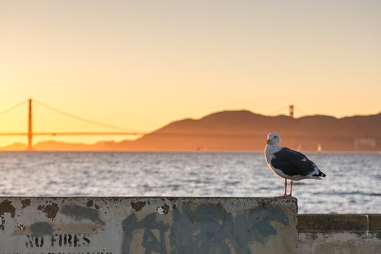 The Seagull of the bay