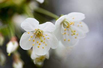Cherry blossom in spring for background.
