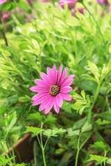 Obraz premium The Chrysanthemum is blooming which means young and active and everything is growing in the spring.