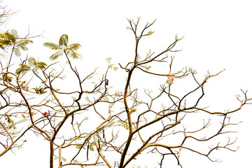 green leaf of treetop,isolated on white,