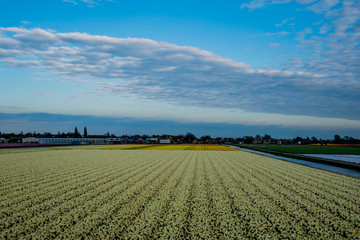 colorful flower field in Netherlands with sky background