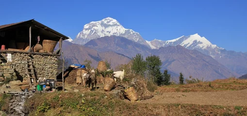 Rolgordijnen Rural scene on the way from Tatopani to Gorepani, Nepal. Dhaulagiri range. © u.perreten