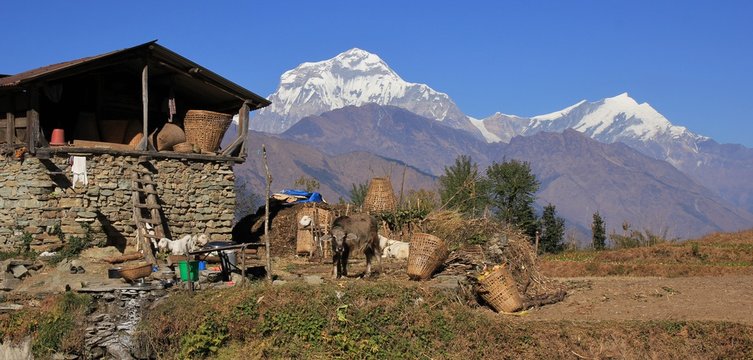 Rural scene in Nepal. High mountains Dhaulagiri and Tukuche Peak.