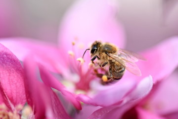 honey bee on flower