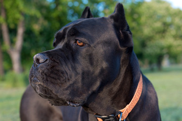 Portrait of Cane Corso