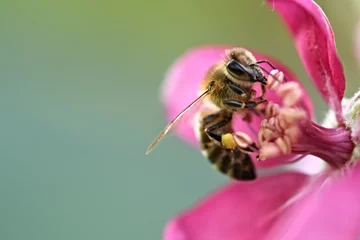 Zelfklevend Fotobehang Bij honey bee on flower