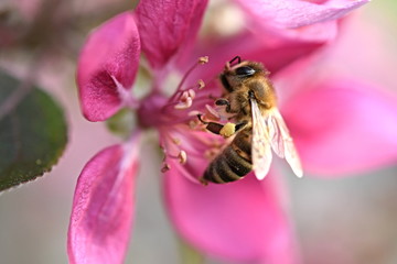honey bee on flower