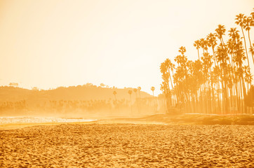 California high palms on the beach, blue sky background