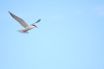 Sterne en vol, oiseau gracieu