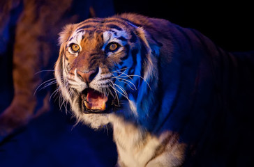 Tiger with open mouth.