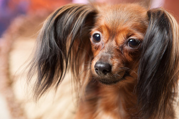 Red-haired toy terrier.
