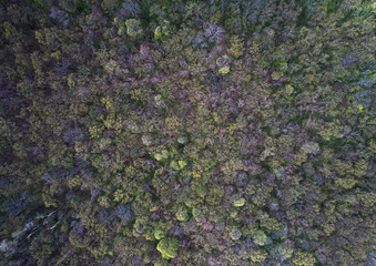 Trees becoming green in early spring, aerial shot