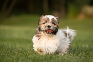 Havanese dog running