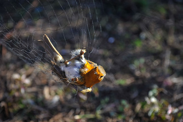 Bird in the net 