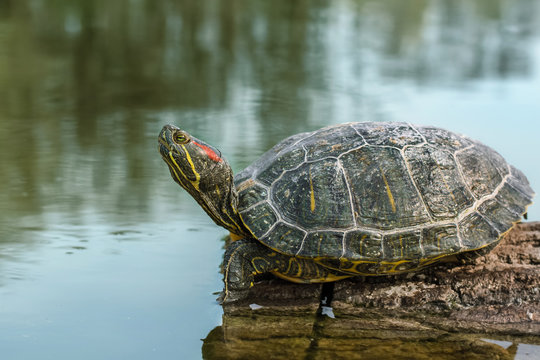 A water turtle is heated on a log by the lake
