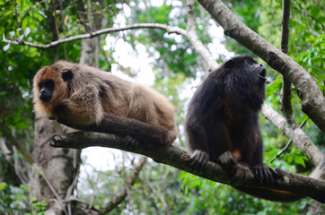 Monos