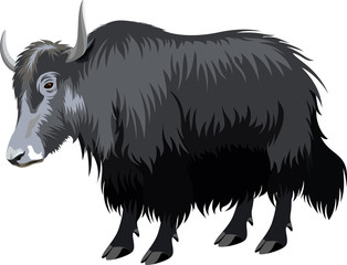 vector tibetan yak