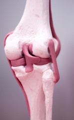 Knee meniscus medical model