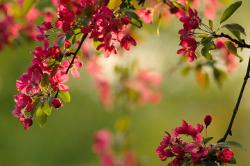 spring blossom tree during sunset