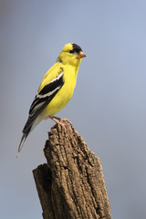 An American Goldfinch (Spinus tristis) perched on a stump under a sunny blue sky.