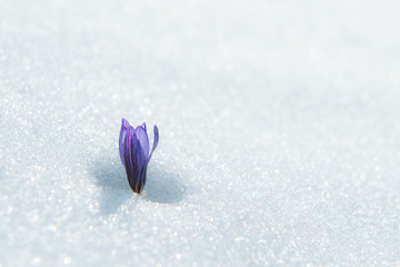 Blue gentle snowdrop in the snow