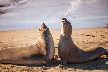 Fototapeta premium young elephant seals sparring, Piedras Blancas Elephant Seal Rookery, San Simeon, California