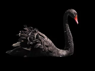 Foto op Aluminium Zwarte zwaan zwommen geïsoleerd op de zwarte © Sergii Mironenko