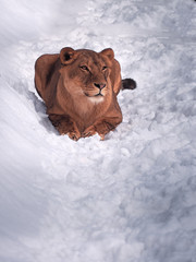 Lioness laying at the snow
