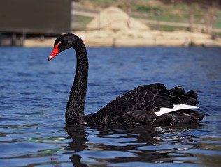 Obraz premium Black swan sweams greasfully at the blue lake
