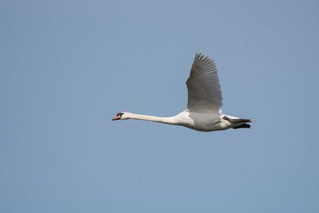 Mute Swan, Swans, Cygnus olor