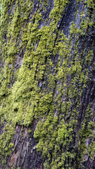 Moss on tree trunk