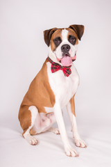 Boxer with bow tie