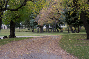Path under the Autumn Tress 