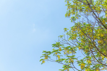 yellow flower on big tree over blue sky background