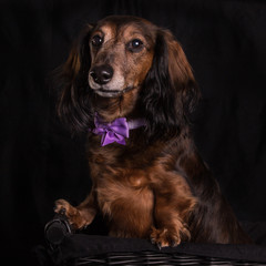 Dachshund in basket