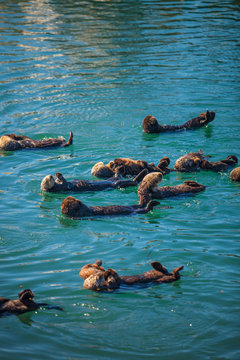 sea otters with pups raft up in the harbor at Moro Bay, California